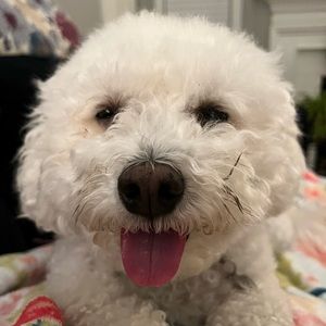 Meet your Posher, Marjorie